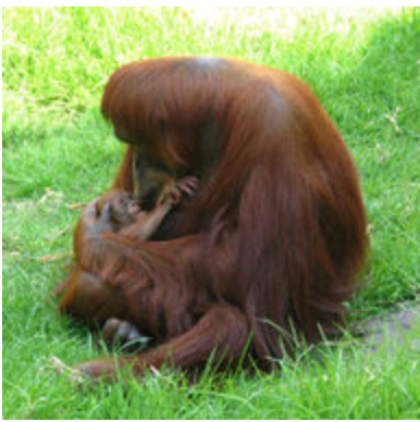 2 4 The Human Animal Biology Libretexts 2 4 The Human Animal Biology Libretexts