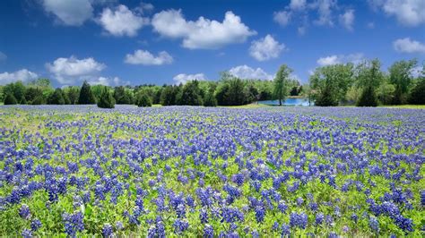 49 Cheap Flights To Texas Kayak 49 Cheap Flights To Texas Kayak