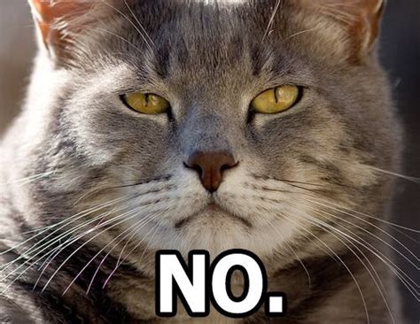 A Cat Saying No Cat Quotes First Photo Best Funny Pictures