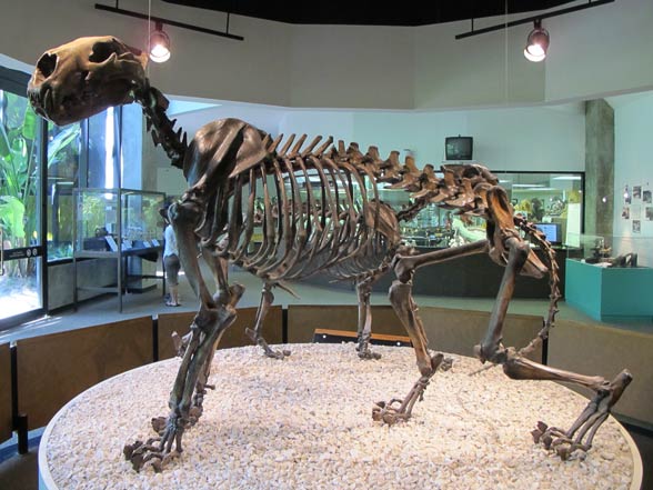 American Lion The Largest Lion In History Dinoanimals Com American Lion The Largest Lion In History Dinoanimals Com