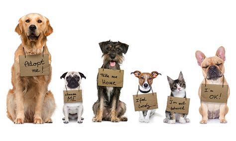 Animal Rescue And Taxation Animal Rescue And Taxation