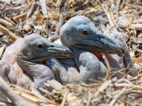Baby Pelicans Complete Guide With Pictures Birdfact
