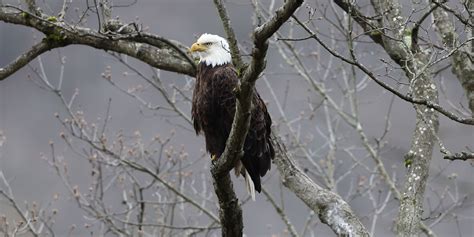 Bald Eagle Watching Game Commission Commonwealth Of Pennsylvania