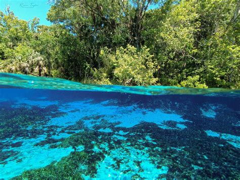 Best Swimming Holes In The Corridor S Ocala National Forest Live Wildly