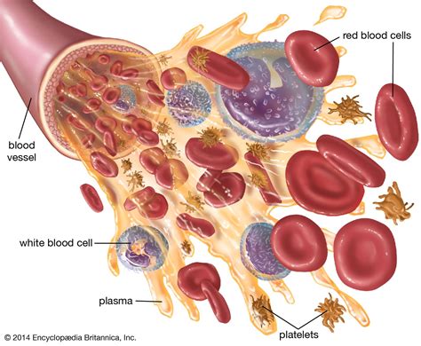 Blood Platelets Jpeg Blood Platelets Jpeg