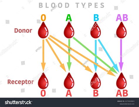 Blood Types Transfusion Group Chart Graphic Blood Types Transfusion Group Chart Graphic