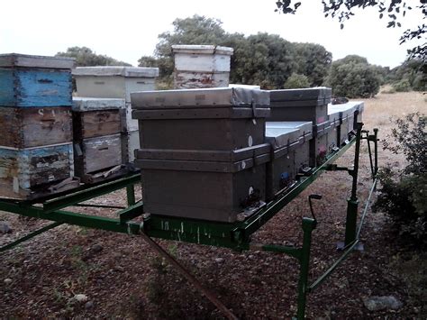 Comunidad De Foros De Apicultura Las Colmenas Siempre Enjambran