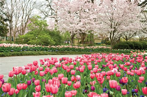 Maximize Your Investment: The Financial Benefits of Dallas Arboretum Photos