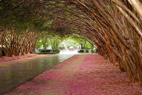 The Future of Dallas Arboretum: Innovations and Growth Ahead