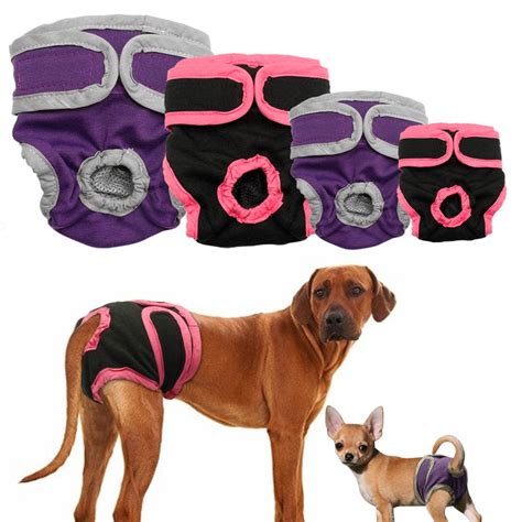 Avoid This Common Mistake When Choosing Diapers for Female Dogs