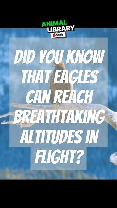 Did You Know That Eagles Can Reach Altitudes Of 10 000 Feet Which Is The Same Altitude As One Of My Flop Shots Facts Flopshot Eaglesprings Golf