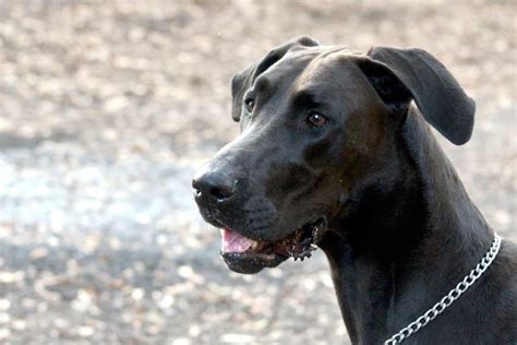 Doberdane Doberman Amp Great Dane Mix Info Pictures Facts Faqs Amp More