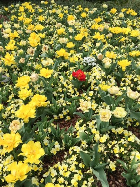 Dreaming Of Tulips Spring At The Dallas Arboretum Outside Suburbia Family