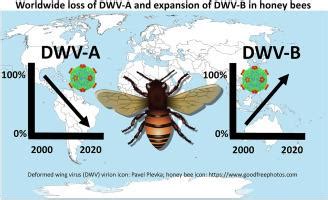 Epidemiology Of A Major Honey Bee Pathogen Deformed Wing Virus Potential Worldwide Replacement Of Genotype A By Genotype B Sciencedirect Epidemiology Of A Major Honey Bee Pathogen Deformed Wing Virus Potential Worldwide Replacement Of Genotype A By Genotype B Sciencedirect