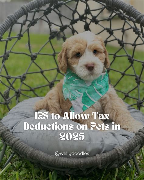 Exciting News For Pet Lovers The Irs Is Set To Allow Tax Deductions On Pets Starting In 2025 While You Can T Claim Your Furry Friend As A Dependent You Can Exciting News For Pet Lovers The Irs Is Set To Allow Tax Deductions On Pets Starting In 2025 While You Can T Claim Your Furry Friend As A Dependent You Can