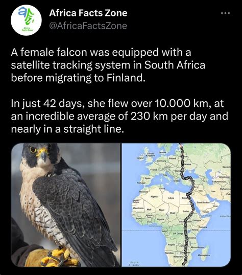Falcon Flew Over 10 000 Km From South Africa To Finland R Natureisfuckinglit