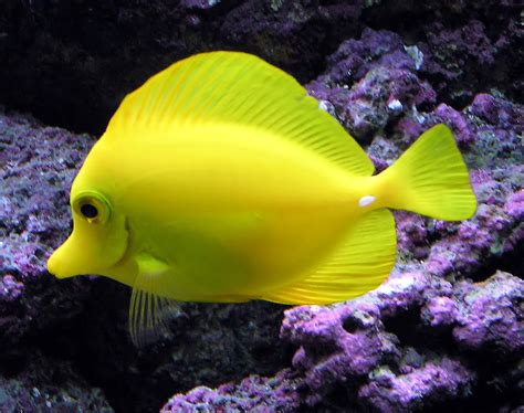 File Yellow Tang Arp Jpg Wikipedia File Yellow Tang Arp Jpg Wikipedia