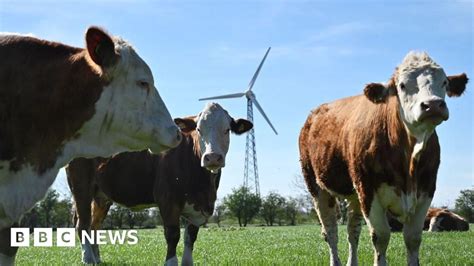Flatulence Tax Denmark Agrees Deal To Tax Farmers For Livestock Emissions Flatulence Tax Denmark Agrees Deal To Tax Farmers For Livestock Emissions