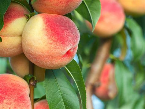 Georgia Peaches Georgia Peaches For Sale Online