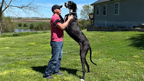 Great Dane Named World Amp 39 S Tallest Dog But Is Amp 39 Terrified Amp 39 Of Family Amp 39 S Great Dane Named World Amp 39 S Tallest Dog But Is Amp 39 Terrified Amp 39 Of Family Amp 39 S
