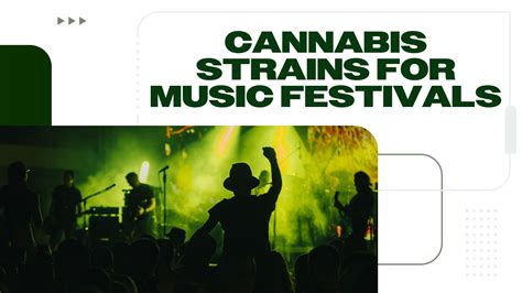Guide To Enjoy Cannabis At Music Festivals Marijuana Concerts