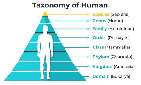 The Ultimate Human Taxa Guide: Understanding Our Place in Nature