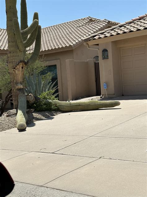 Is This Normal R Arizona