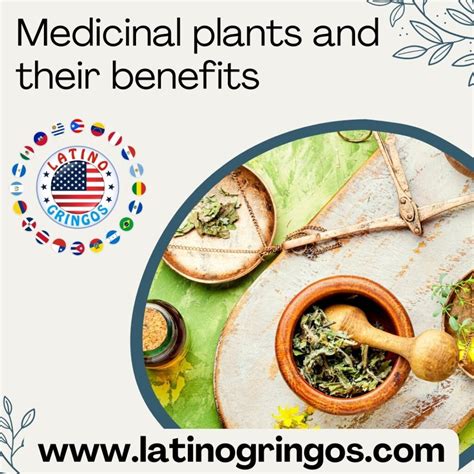 Medicinal Plants And Their Benefits Part 1 Latinos Turned Gringos Medicinal Plants And Their Benefits Part 1 Latinos Turned Gringos