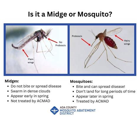 Midges Vs Mosquitoes What Is The Difference Midges Vs Mosquitoes What Is The Difference