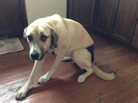 My Friend S Dog Has To Wear A Diaper And It S The Saddest I Ve Seen Any Animal R Aww