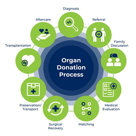 Organ Donation Process Lifeline Of Ohio Organ Donation Process Lifeline Of Ohio