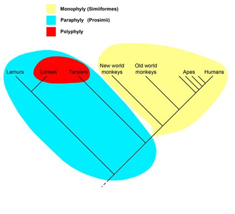 Palaeos Systematics Cladistics Monophyletic Taxa