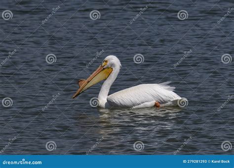 Pelican In Michigan A Guide To Local Bird Wonders Spark Lark