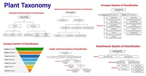 Plant Taxonomy Definition Terms Classifications Plant Taxonomy Definition Terms Classifications