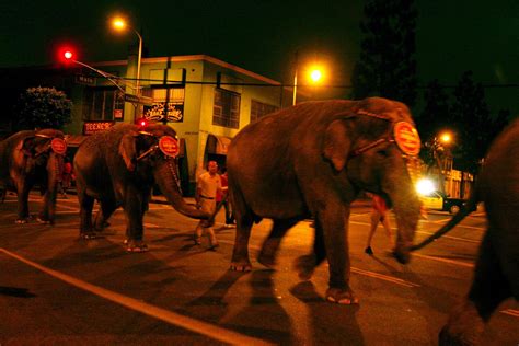 Ringling Bros Eliminating Elephant Acts Los Angeles Times