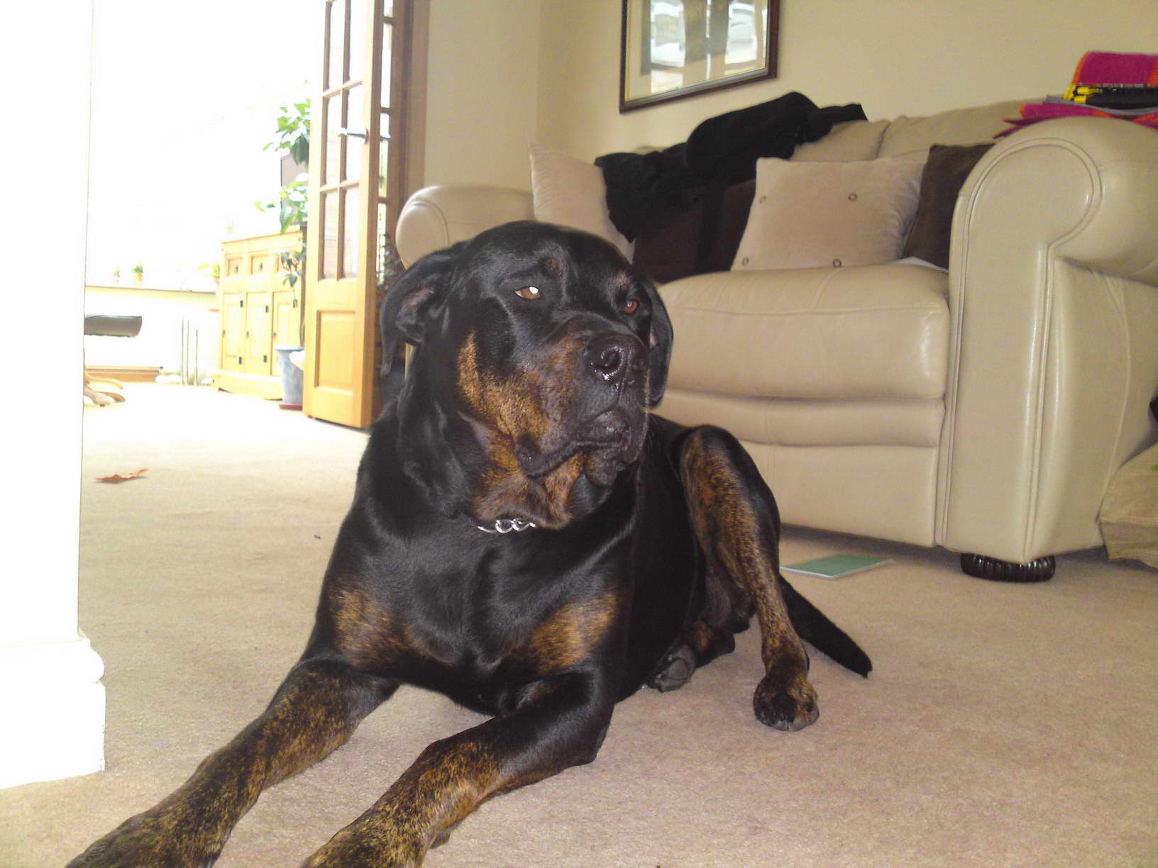 Rottweiler Great Dane Mix