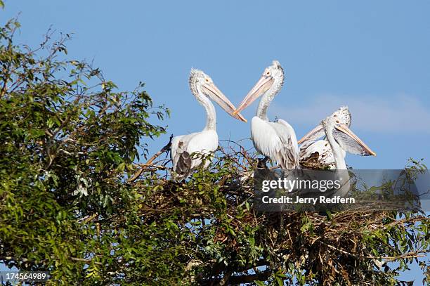 Several Rare Spot Billed Pelicans Begin To Nest Atop A Tree In The News Photo Getty Images