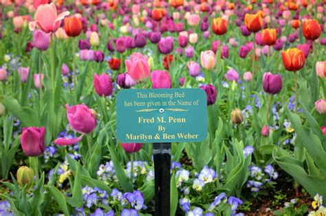 Sponsor A Blooming Bed Dallas Arboretum And Botanical Garden