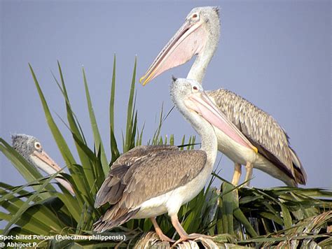Spot Billed Pelican Pelecanus Philippensis Photo Call And Song