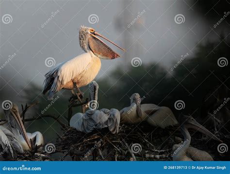 Spot Billed Pelicans Perched On Tree At Uppalapadu Bird Sanctuary India Stock Photo Image Of