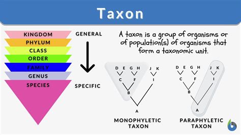 Taxa Definition