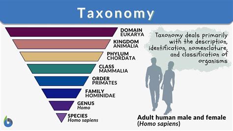 Taxonomy Definition Examples Classification Biology Online Dictionary Taxonomy Definition Examples Classification Biology Online Dictionary