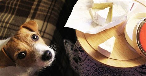 Tiktok Cheese Tax Video Seriously Resonates With Pet Owners Petguide