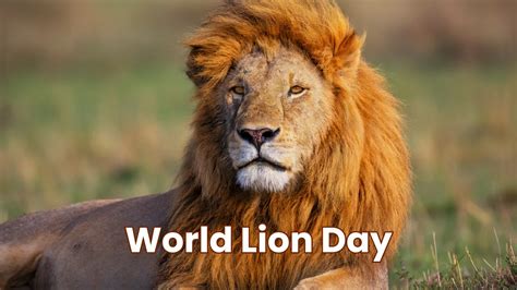 Today Is World Lion Day The American Lion Was One Of The Largest Cats To Ever Live R 2American4you Today Is World Lion Day The American Lion Was One Of The Largest Cats To Ever Live R 2American4you