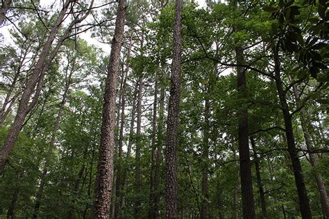 Understanding Georgia S Forest Land Protection Act Understanding Georgia S Forest Land Protection Act